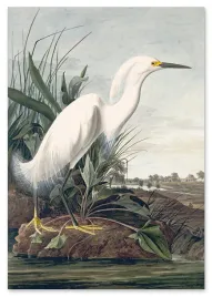 plakat-cyfrowy-do-wydruku-bialy-ptak