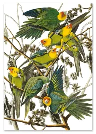 plakat-cyfrowy-do-wydruku-papugi