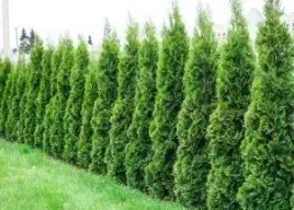tuja-szmaragd-zielony-zywoplot-40-60cm-sadzonki