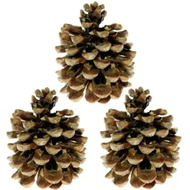 dekoracja-szyszki-pinus-pinea-aliga-3-szt