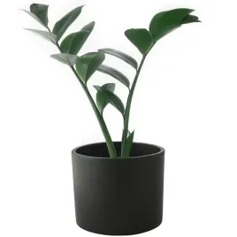 doniczka-ceramiczna-duza-17cm-czarna-oslonka-okragla-na-bonsai-do-palmy