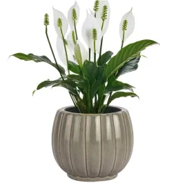 doniczka-oslonka-ceramiczna-szara-10cm-na-kwiaty-sukulenty-do-domu-salonu