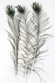 pioro-pawia-dekoracyjne-naturalne-3-szt