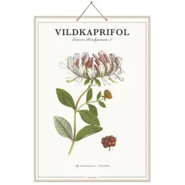 obraz-plakat-rosliny-wiciokrzew-66x46cm