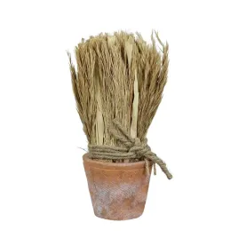 suszona-trzcina-w-doniczce-z-terakoty-wys-20cm