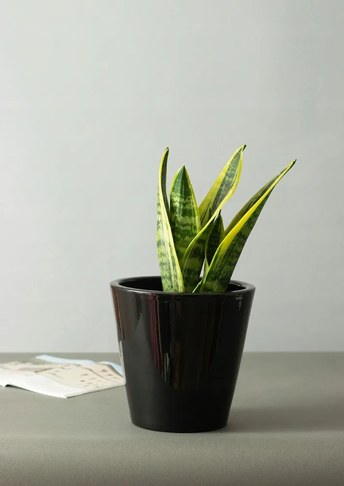 donica-sofia-ceramiczna-czarny-polysk-sr-19cm-stan-nowy