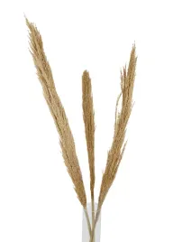 naturalna-trawa-pampasowa-140cm-ozdobna