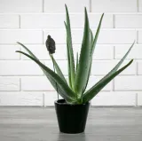donica-sofia-ceramiczna-czarna-sr-14cm-stan-nowy