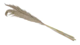 naturalna-trawa-pampasowa-150cm-ozdobna
