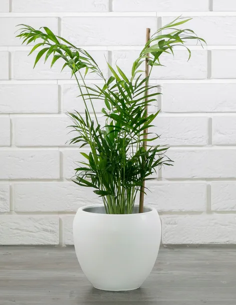 donica-leon-ceramiczna-biala-sr-16cm-stan-nowy