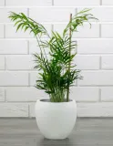 donica-leon-ceramiczna-biala-sr-16cm-stan-nowy