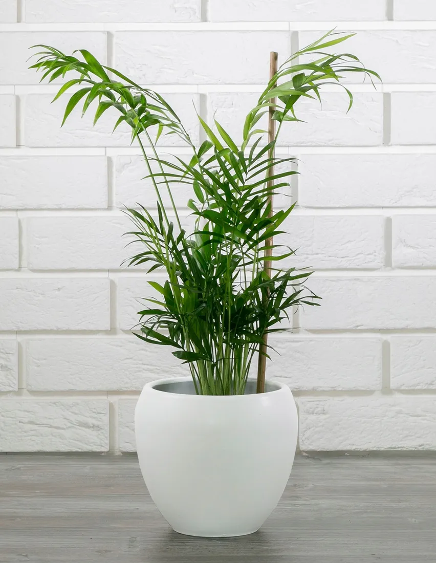 donica-leon-ceramiczna-biala-sr-16cm-stan-nowy