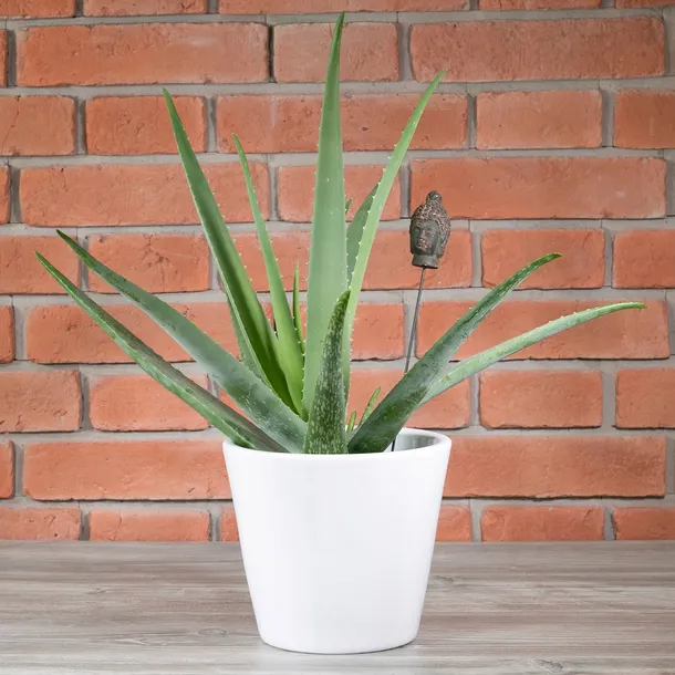 donica-sofia-ceramiczna-biala-sr-21cm-stan-nowy