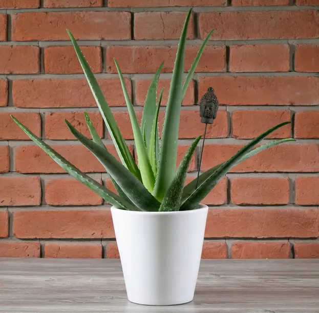 donica-sofia-ceramiczna-biala-sr-19cm-stan-nowy
