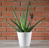 donica-sofia-ceramiczna-biala-sr-19cm-stan-nowy