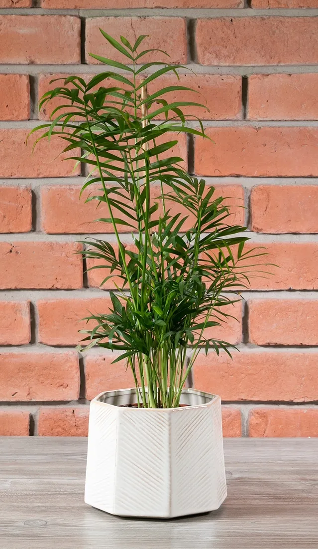 szara-donica-ceramiczna-sr-15cm-stan-nowy