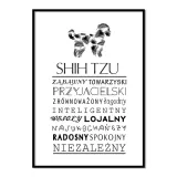plakat-typograficzny-shih-tzu