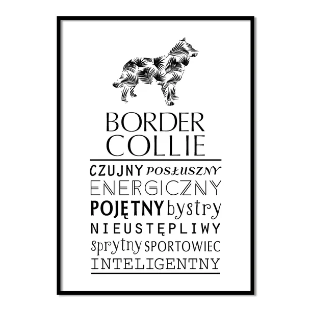 plakat-typograficzny-border-collie