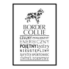 plakat-typograficzny-border-collie