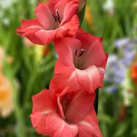 gladiolus-mieczyk-rosalina-5-szt-bulwy-kwiaty