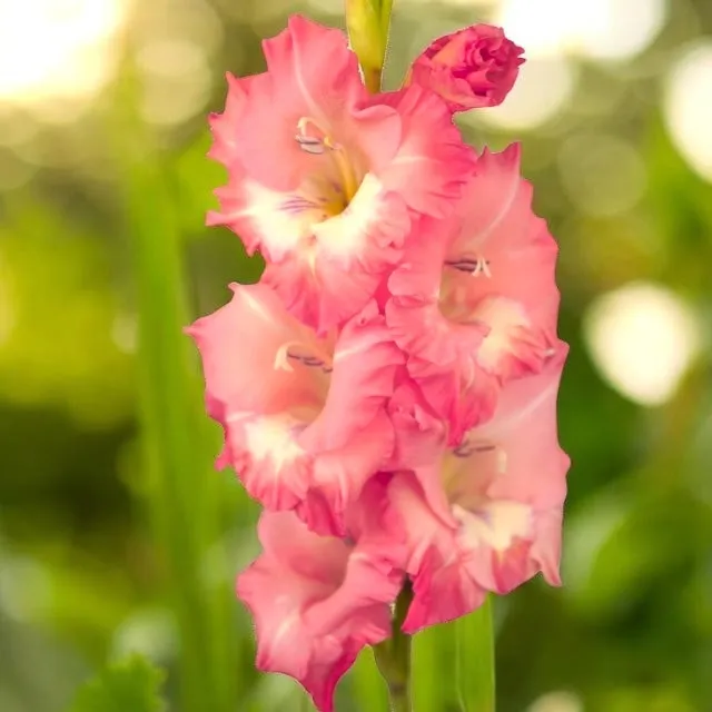gladiolus-mieczyk-fontana-5-szt