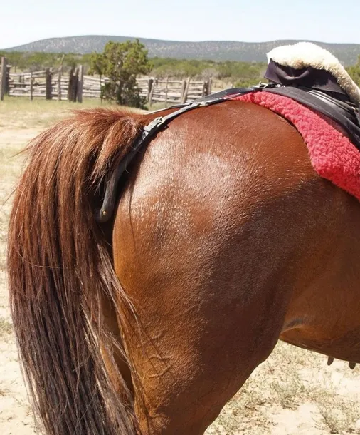 podogonie-york-cob-stan-opakowania-oryginalne