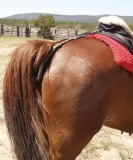 podogonie-york-cob-stan-opakowania-oryginalne