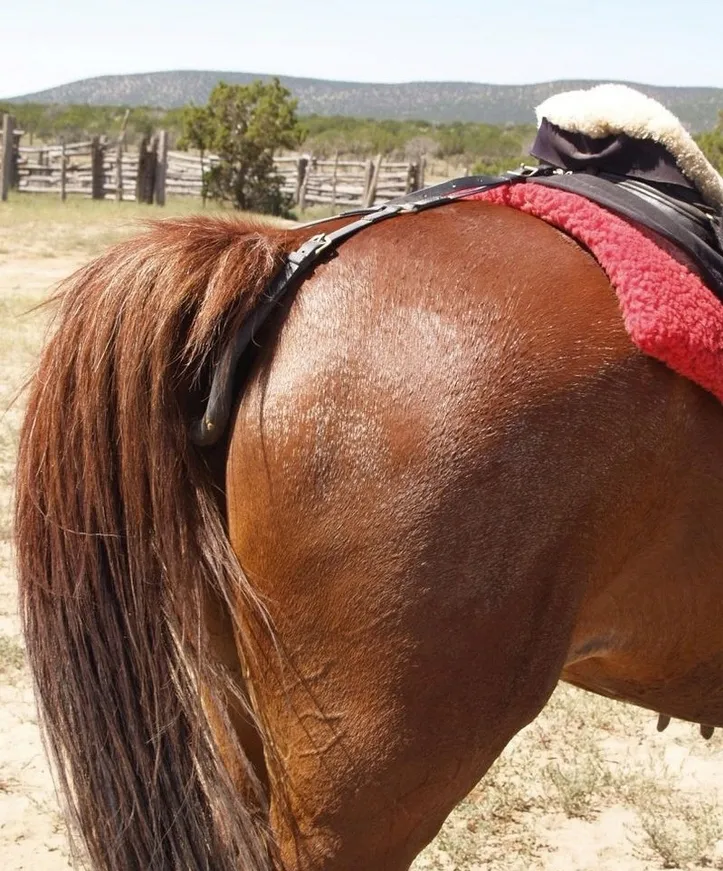 podogonie-york-cob-stan-nowy