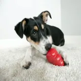 kong-classic-l-10cm-stan-nowy