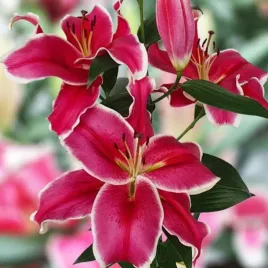 lilia-drzewiasta-el-capitan-xl-20-22-1-szt