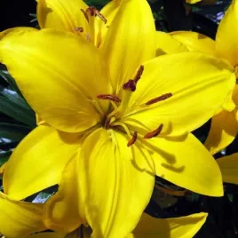 lilia-orientalna-yelloween-xl-18-20-1-szt-cebule-cebulki-lilii-lilie