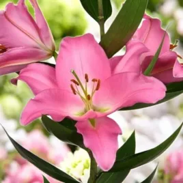 lilia-orientalna-ibiza-xxl-20-22-1-szt-cebule-cebulki-lilii-lilie