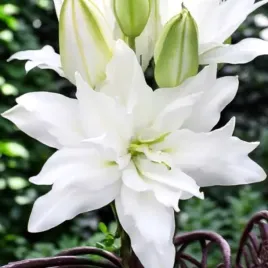 lilia-pelna-double-dutch-crystal-1-szt