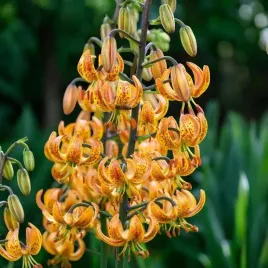 lilia-martagon-zlotoglow-sunny-morning-1-szt