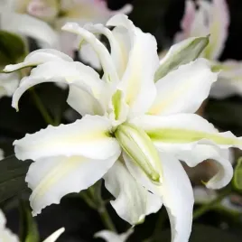 lilia-orientalna-pelna-polar-star-1-szt