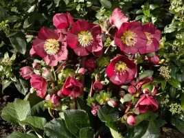 ciemiernik-hgc-ice-n-roses-bennotta-kwitnie-w-styczniu-c2