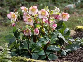 ciemiernik-hgc-ice-n-roses-carlotta-kwitnie-w-styczniu-c2