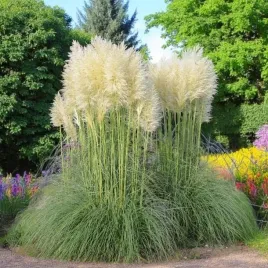 trawa-pampasowa-biala-white-plume-1-szt-doniczka-p9