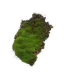 mech-naturalny-1000g-kod-producenta-gs-mech-naturalny-1000