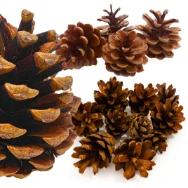 szyszki-naturalne-do-stroikow-choinek-piekne-do-dekoracji-szyszka-x10