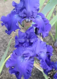 irys-kosaciec-blue-crusader-niebieskie-kwiaty-klacze