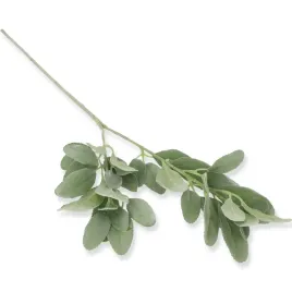 galazka-zimowa-czysciec-welnisty