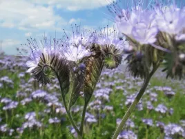facelia-blekitna-nasiona-poplon-miododajna-1kg