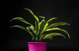 dracena-lemon-lime-p12-33-cm-oczyszczjaca-powietrze