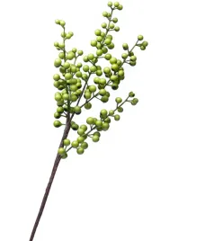 galazka-glogu-z-zielonymi-owocami-50cm