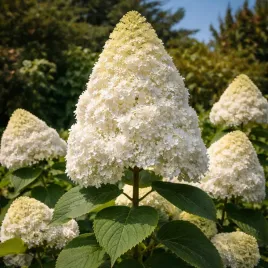 hortensja-bukietowa-hercules-0-5l-gigantyczne-kwiaty-ogrodowy-hit