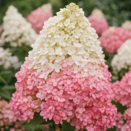 hortensja-bukietowa-vanilla-fraise-0-5l-truskawkowa-krolowa-ogrodu