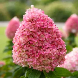 hortensja-bukietowa-living-pinky-promise-0-5l-intensywnie-rozowe-kwiaty-hit