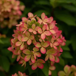 hortensja-bukietowa-pastelgreen-0-5l-unikalny-kolor-kwiatow-ogrodowy-hit