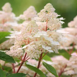 hortensja-bukietowa-early-harry-0-5l-najwczesniej-kwitnaca-hit-ogrodow